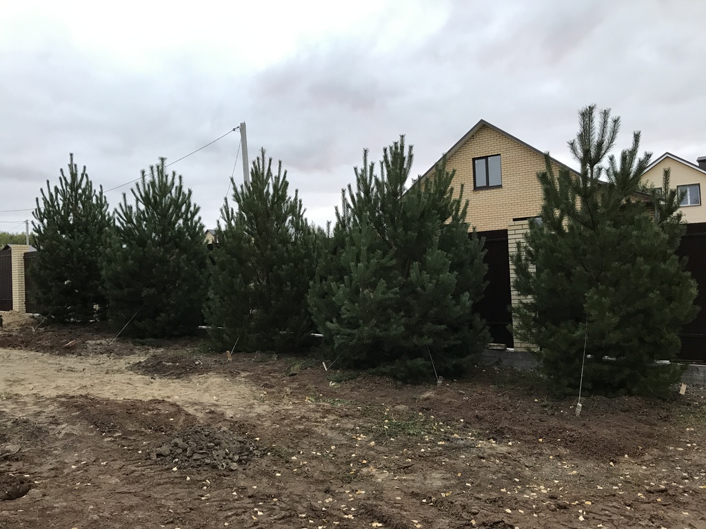 Посадка крупномеров